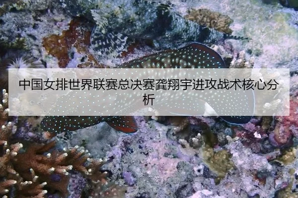 中国女排世界联赛总决赛龚翔宇进攻战术核心分析
